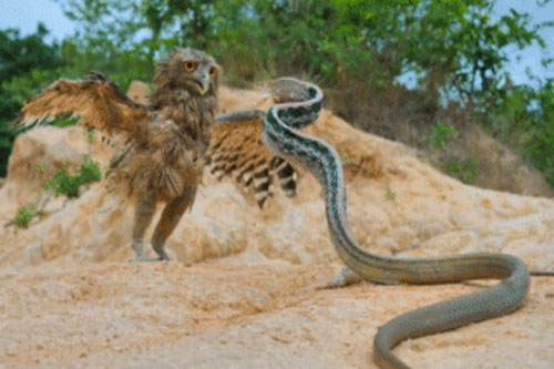 Cú mèo đối đầu rắn dữ, bị mổ vào mặt rồi bị đối thủ quấn chặt: Kết cục ra sao?