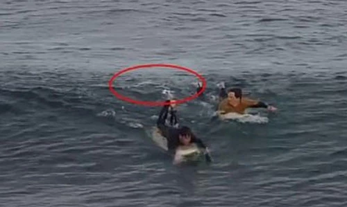 Cảnh quay cho thấy con cá mập đang bơi cạnh 2 người lướt ván.