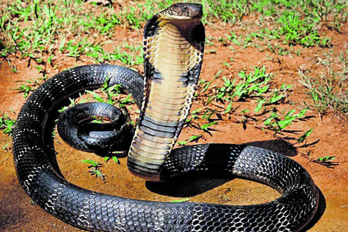 Bị chèn vào đuôi, rắn đuổi theo người đi xe máy 2 km để... trả thù