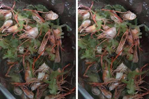 Vợ mới sinh, chồng nấu bí với đầu tôm bổ sung canxi, bát canh bê lên mâm khiến cô "cười không nhặt được mồm"