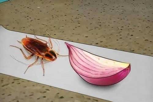 Dùng 1 củ hành tây theo cách này, gián mẹ gián con "khiếp vía 3 đời", không bao giờ quay trở lại