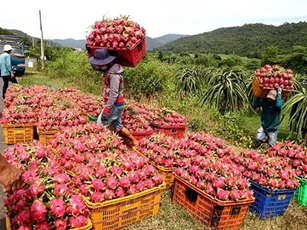 Hàng loạt nông sản Việt Nam sắp lên đường sang EU