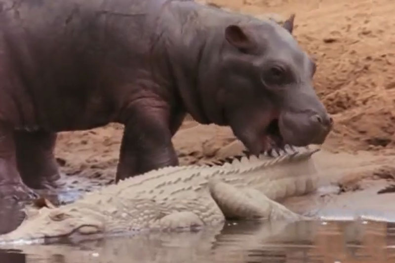 Một mình chen vào giữa đàn cá sấu, hà mã nhận về cái kết khiến ai cũng bất ngờ