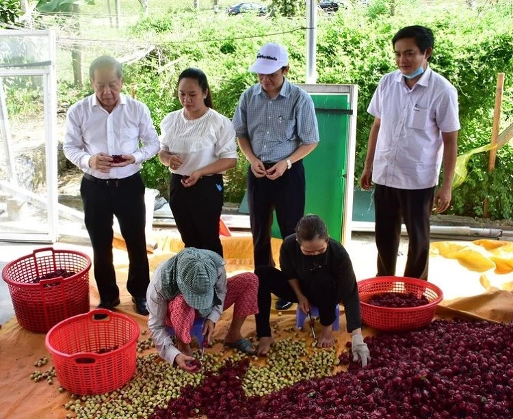 Chủ tịch UBND tỉnh Thừa Thiên Huế Phan Ngọc Thọ (ngoài cùng bên trái) thăm mô hình khởi nghiệp thành công từ cây Atiso đỏ của Startup Nguyễn Thị Thu Hiền (huyện Phong Điền). 