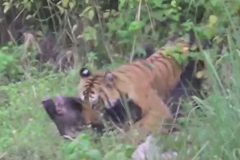 Lợn rừng thoát chết ngoạn mục dù bị hổ cắn chặt cổ