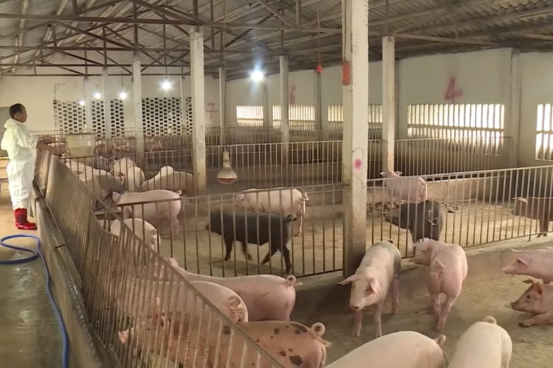 Nam Định: Lão nông vượt qua dịch tả lợn châu Phi, trở thành 'tỷ phú'