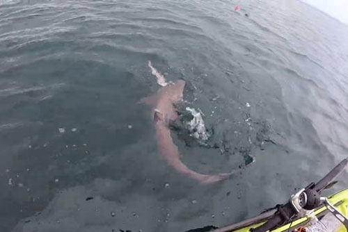 Khoảnh khắc kinh hoàng cá mập tranh cướp cá của ngư dân