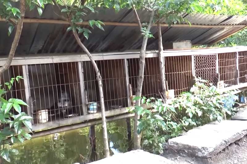 Cà Mau: Làm giàu từ mô hình nuôi chồn hương