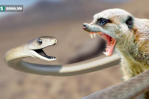 Rắn Mamba đen khổng lồ run rẩy trốn trên ngọn cây để tránh 'thợ săn rắn' lão luyện