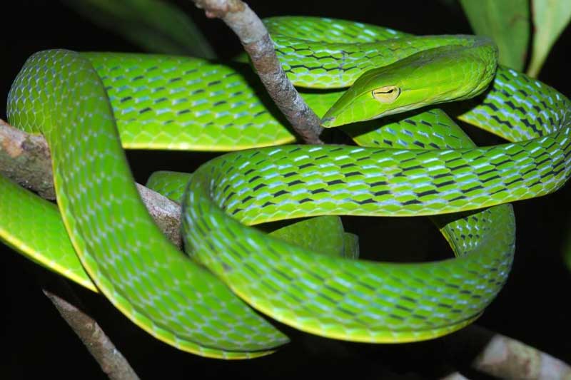 Top 18 loại rắn đẹp và nguy hiểm nhất thế giới