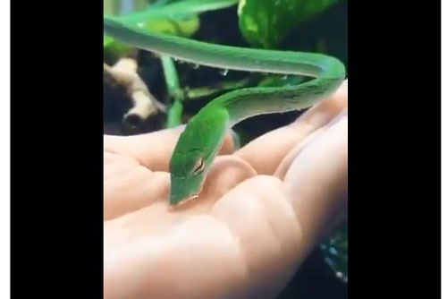 'Rớt hàm' kinh ngạc trước hình ảnh rắn xanh uống nước từ lòng bàn tay con người