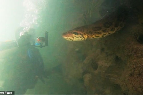 Lạnh gáy cảnh thợ lặn đối mặt trăn Anaconda xanh dài 7 mét