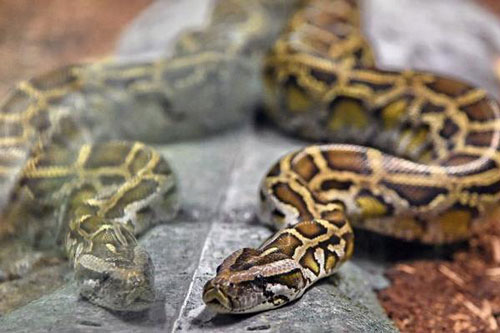 'Kinh hãi' người phụ nữ bị trăn siết cổ trong ngôi nhà nuôi hàng trăm con rắn