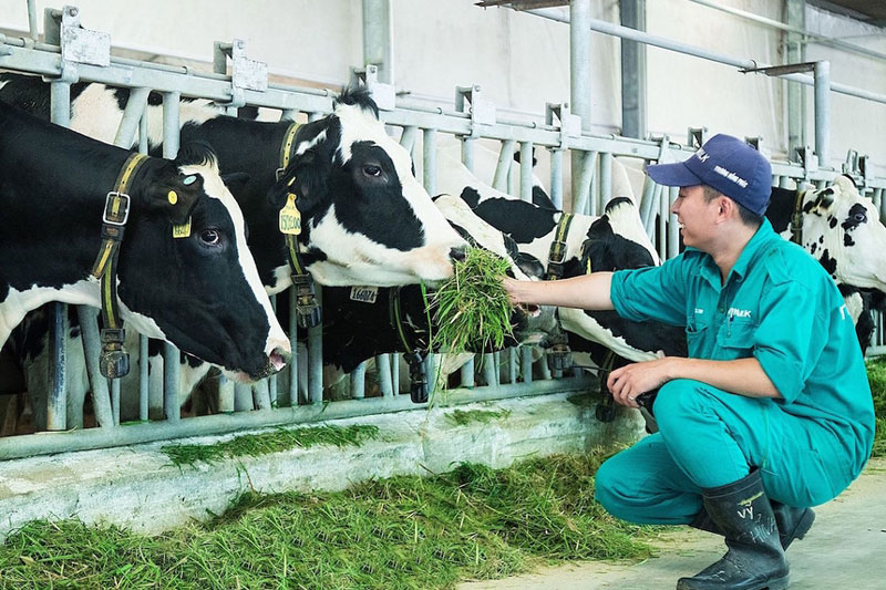 'Cú hích' nâng tầm ngành chăn nuôi