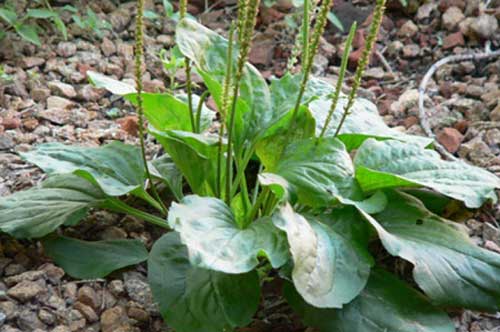 Những bài thuốc chữa bệnh cực hiệu nghiệm từ cây mã đề