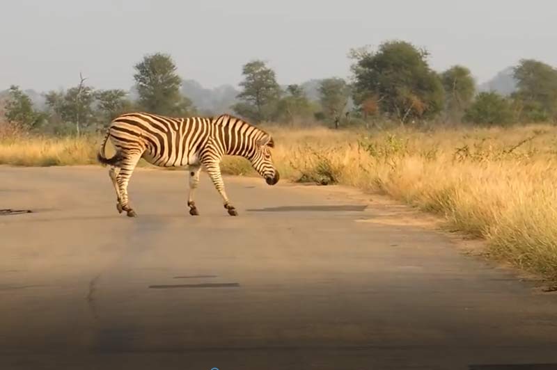 CLIP: Ngựa vằn thoát chết ngoạn mục khi đụng độ 'vợ chồng' sư tử