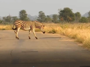 CLIP: Ngựa vằn thoát chết ngoạn mục khi đụng độ 'vợ chồng' sư tử