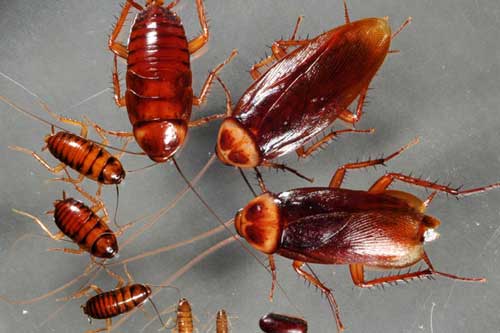 Tuyệt chiêu đuổi gián vĩnh viễn ra khỏi nhà mà không cần thuốc