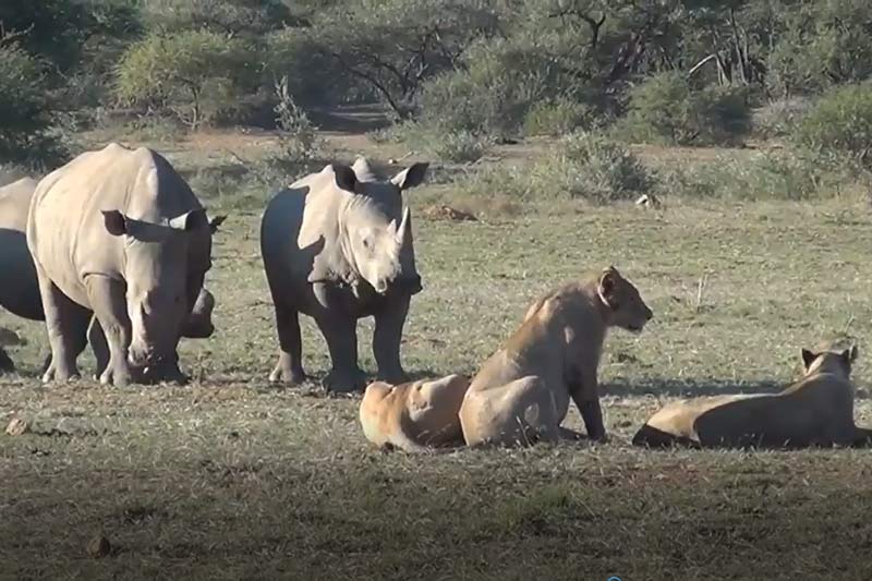 CLIP: Tê giác kéo nhau tới cà khịa đàn sư tử vì thấy 'ngứa mắt'