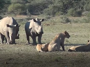CLIP: Tê giác kéo nhau tới cà khịa đàn sư tử vì thấy 'ngứa mắt'