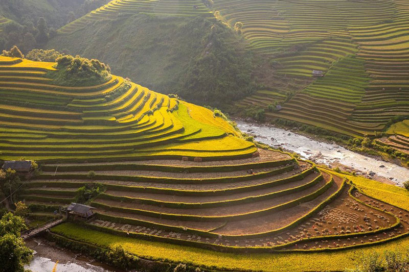 Kinh nghiệm ngắm lúa chín miền Bắc