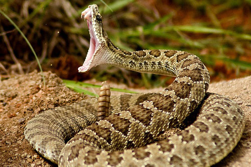 Rắn sợ mùi gì và cần lưu ý gì khi gặp rắn?