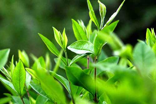 Bí quyết làm đẹp từ trà xanh không phải ai cũng biết