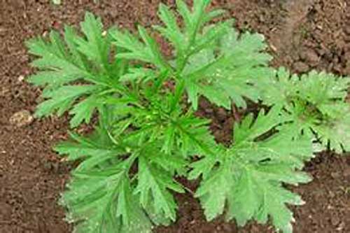 Những bài thuốc chữa bệnh cực hiệu nghiệm từ ngải cứu