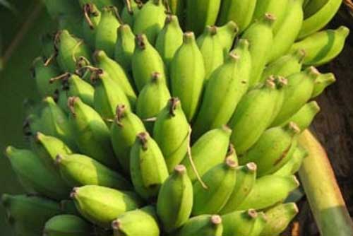 Bật mí cách chữa đau dạ dày bằng chuối xanh hiệu quả, an toàn và không tốn kém