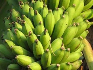 Bật mí cách chữa đau dạ dày bằng chuối xanh hiệu quả, an toàn và không tốn kém