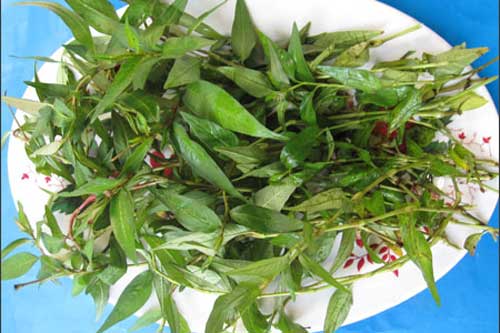 Bí quyết se khít lỗ chân lông với rau răm