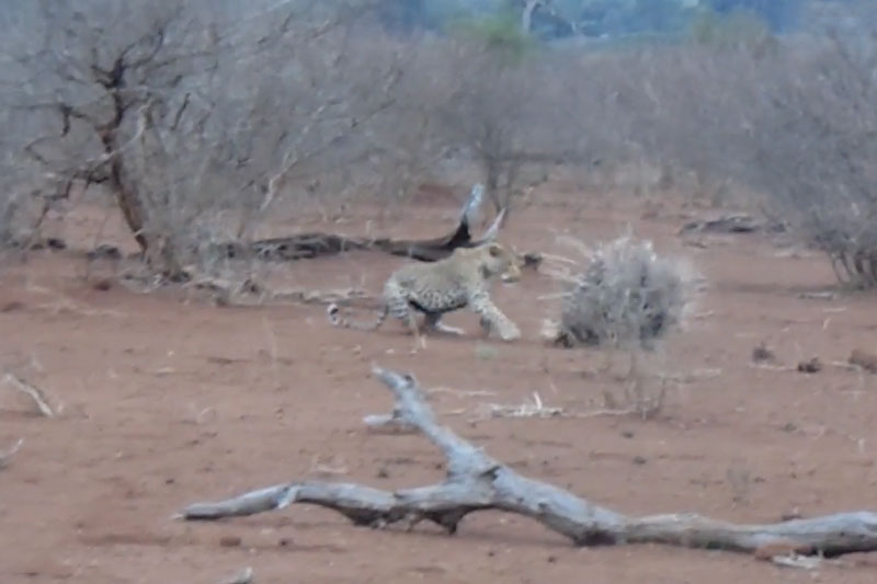 Báo hoa mai thương tích đầy mình khi tấn công nhím