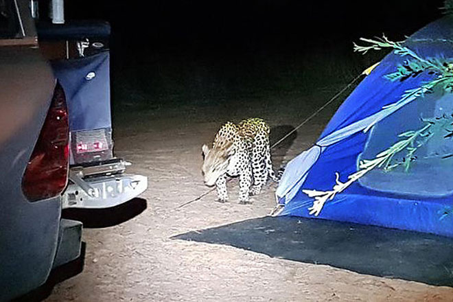 Kinh hoàng cảnh báo tấn công người cắm trại hoang dã