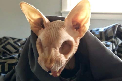 Bức ảnh con vật không mắt gây ám ảnh nhưng phía sau là câu chuyện xúc động