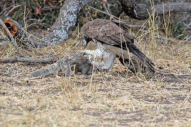 Kỳ đà chết thảm trước móng vuốt của đại bàng Martial