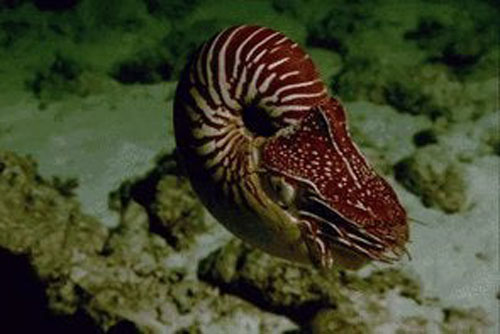 Đại dương và những điều bí ẩn chưa được giải mã