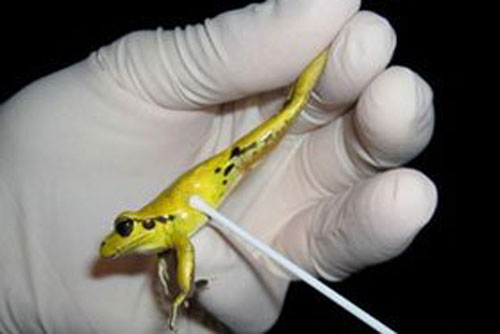 Tìm ra thủ phạm khiến 100 loài ếch tuyệt chủng