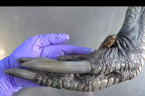 15 'sinh vật huyền bí' ngoài đời thực khiến dân mạng ngỡ ngàng