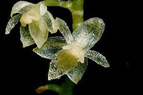 Điều ít biết về loài phong lan nhỏ nhất thế giới ở Ecuador