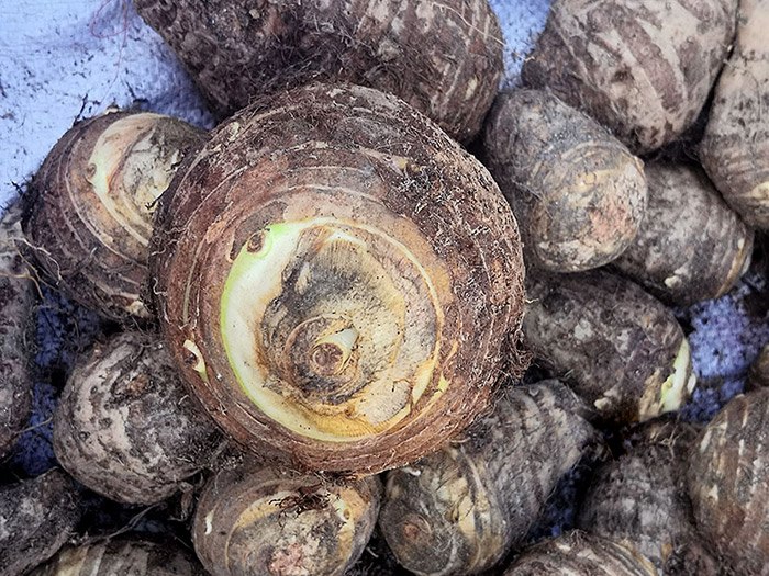 Khoai môn cứ củ nào nặng thì mua? Nhiều người chọn sai bảo sao bị cứng sượng không ngon