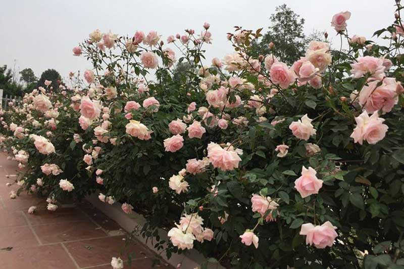 'Lác mắt' với vườn hoa hồng 'đẹp nhất Vịnh Bắc Bộ' của mẹ 7x