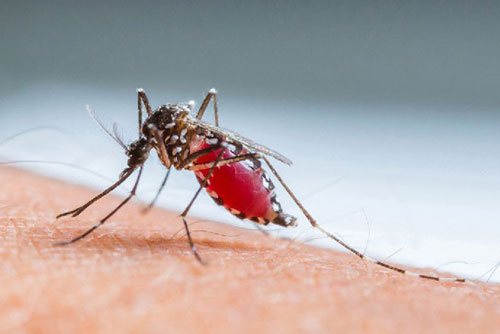 Người bị sốt xuất huyết nên ăn gì để mau hồi phục sức khỏe?