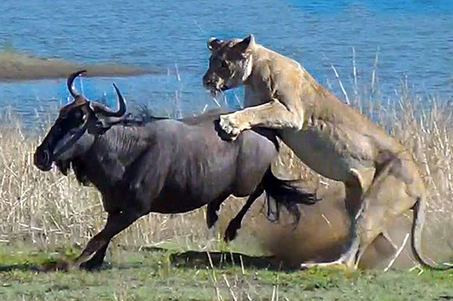 Linh dương đầu bò mang thai chết thảm khi rơi vào ‘ổ phục kích’ của sư tử