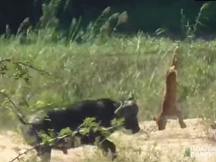 Trâu rừng 'nghĩa hiệp', húc văng sư tử giải cứu kỳ đà