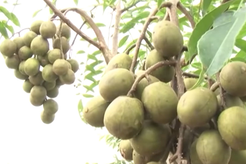 Hải Dương: Thu 800 triệu đồng/năm nhờ trồng cây cóc Thái