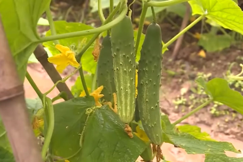 Hà Nội: Xây nhà lầu nhờ trồng dưa chuột sạch