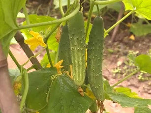 Hà Nội: Xây nhà lầu nhờ trồng dưa chuột sạch