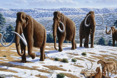 Voi ma mút xuất hiện tại Bắc Mỹ 10.000 năm trước