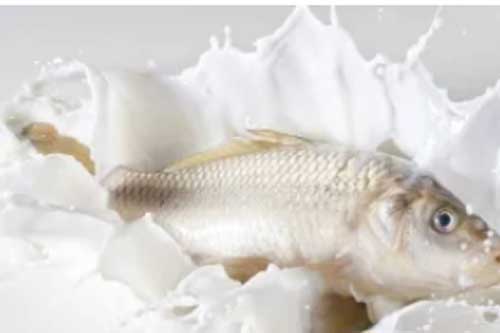 Bỏ cá vào ngâm trong sữa tươi không đường ai cũng tròn mắt vì điều này