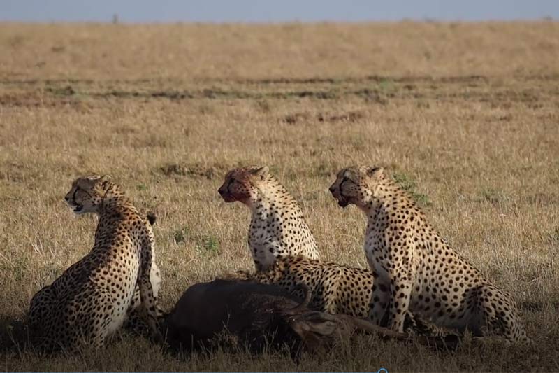 CLIP: Chống trả quyết liệt, linh dương đầu bò vẫn không thoát khỏi nanh vuốt của 5 con báo săn